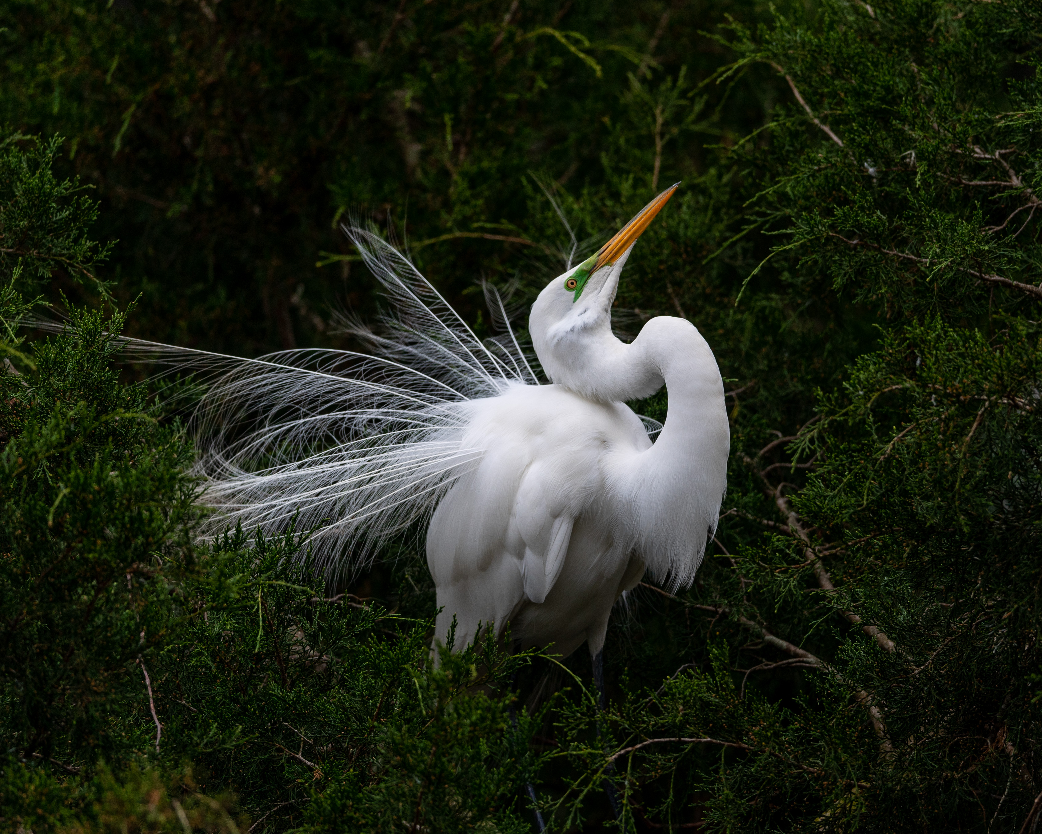 Bird photography in Charleston and Tampa during spring break
